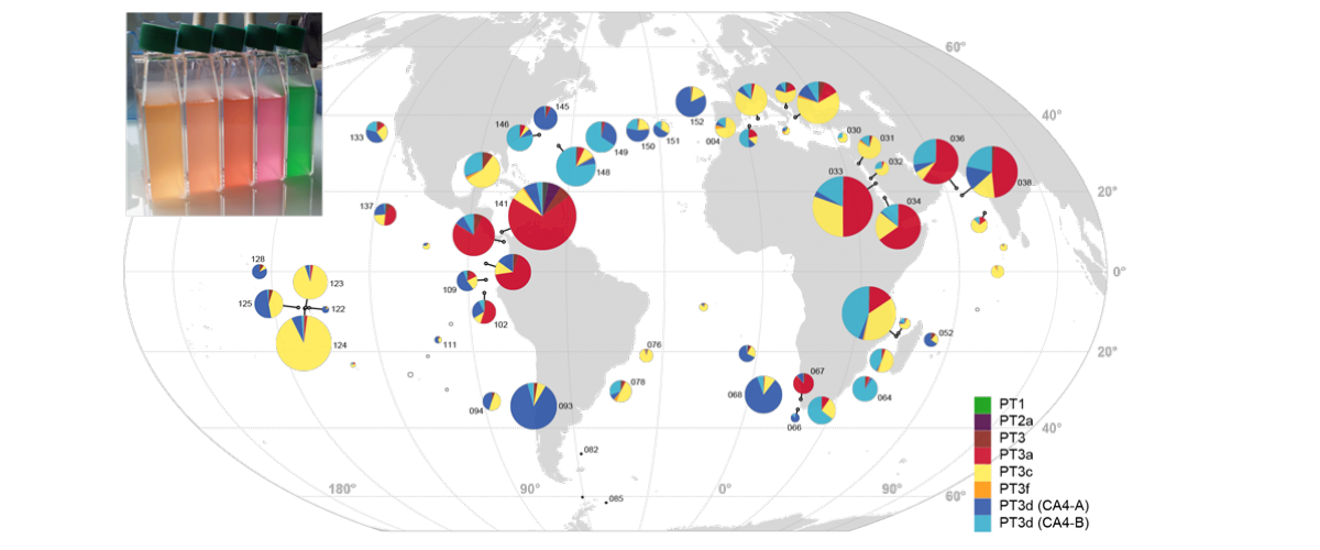 Carte de distribution des types pigmentaires des cyanobactéries Synechococcus le long du trajet de l’expédition Tara Oceans. © PNAS Grébert et al. (2018) – CNRS/Sorbonne Université