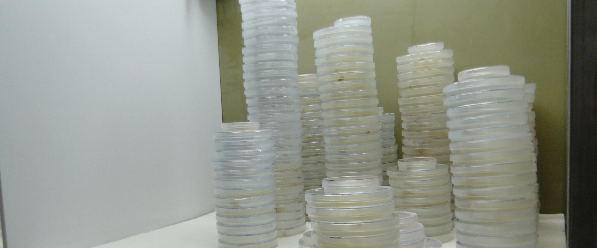 Stacked Petri dishes