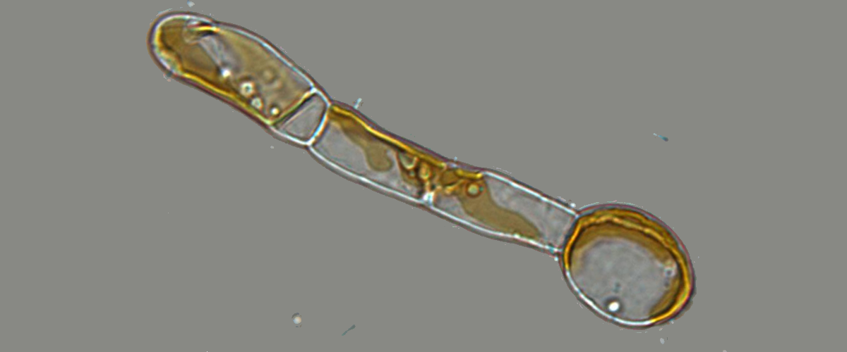 Four-cell filament