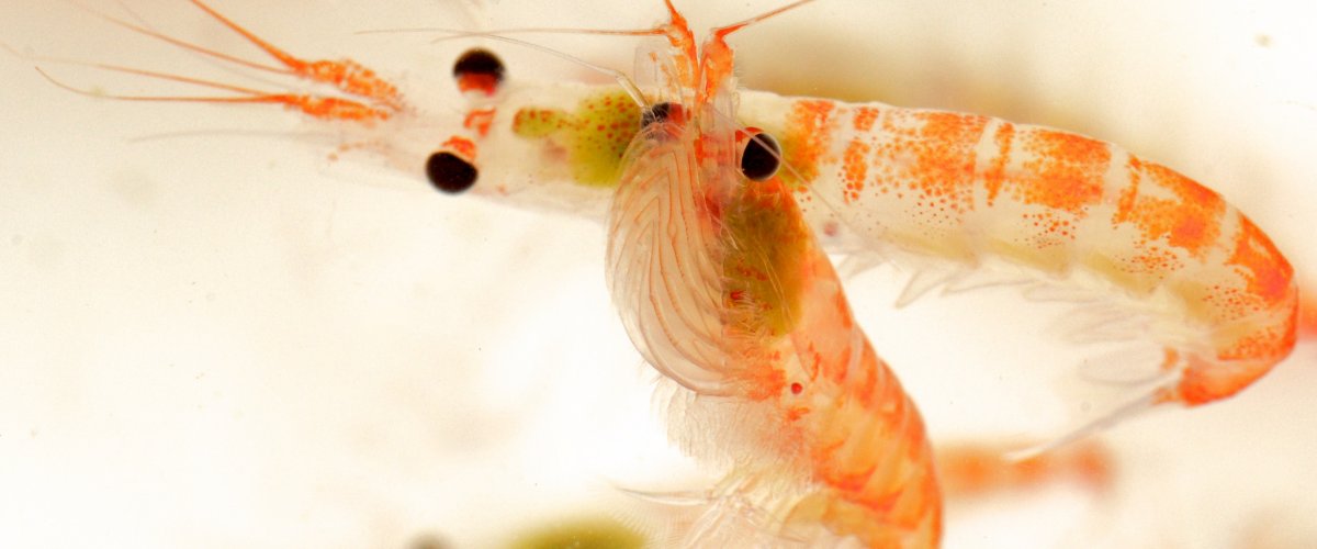 krill