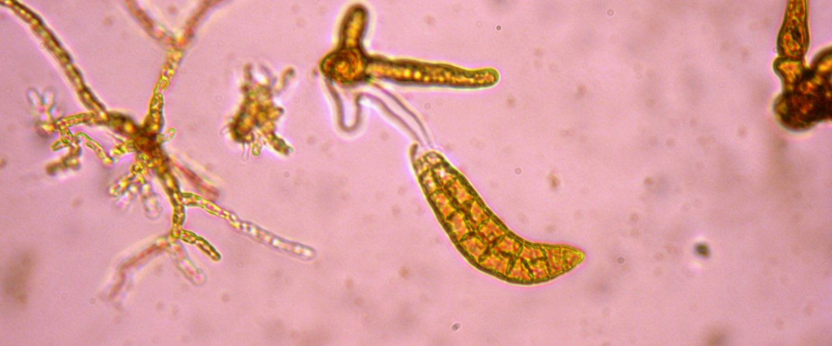 Laminaria digitata - sporophyte (55 jours)