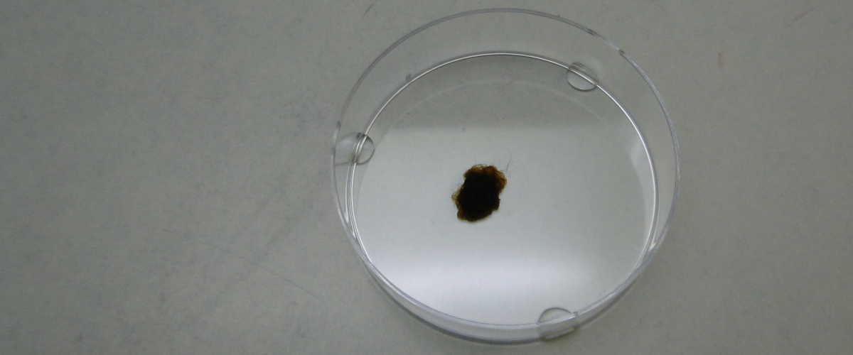 Ectocarpus in an almost empty Petri dish