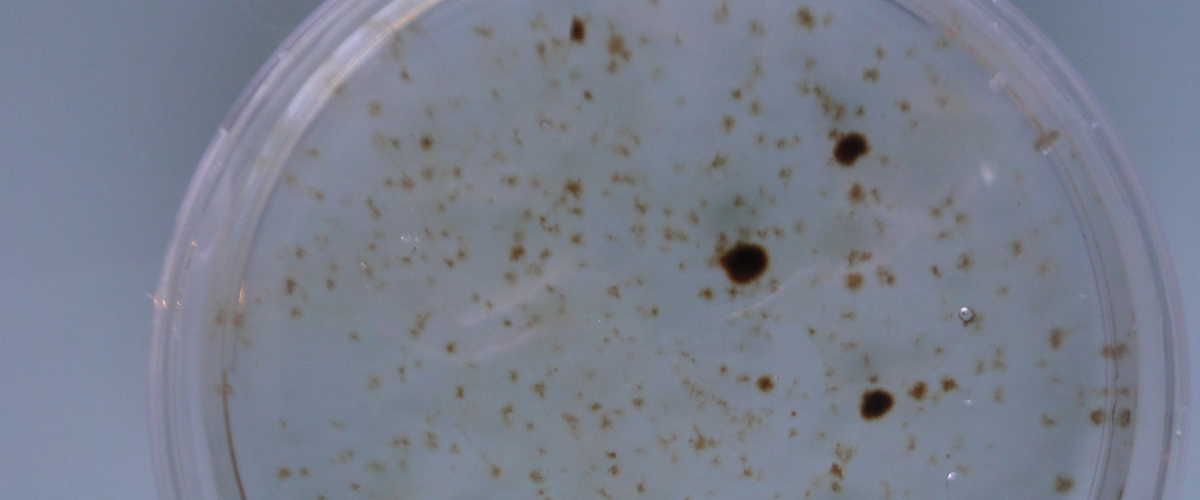 dozens of E. siliculosus partenosporophytes in a Petri dish