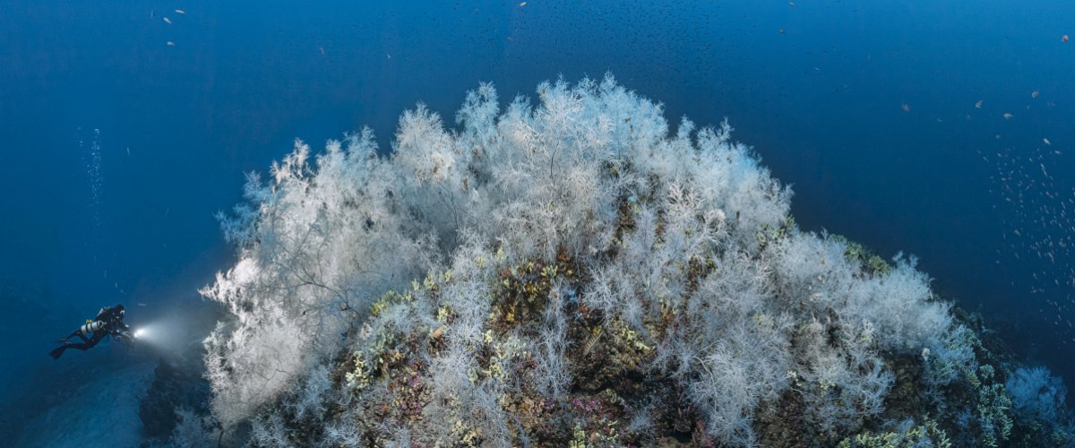 Photos © Laurent Ballesta / Expéditions Gombessa / Andromède Océanologie 