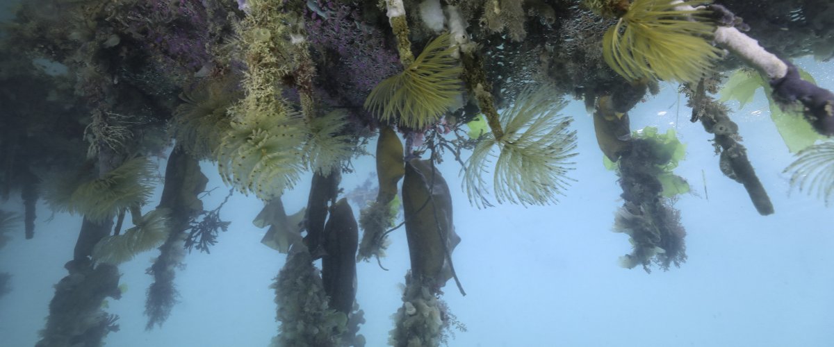 biodiversité sous les pontons