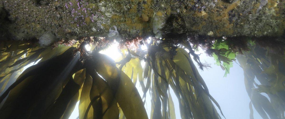 biodiversité sous les pontons