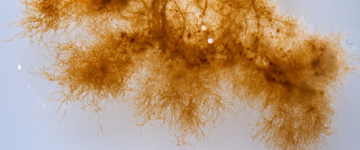 The sporophytes of the brown alga Ectocarpus. Image credit: Delphine Scornet, CNRS (CC BY 4.0)