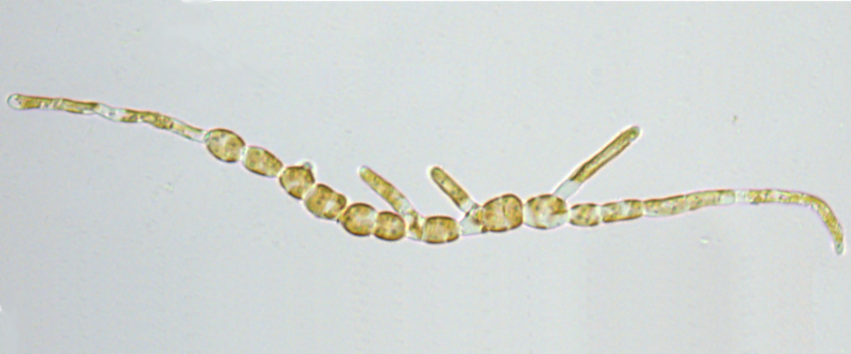 Young Ectocarpus with first secondary filaments