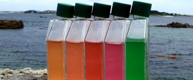 Flacons de culture montrant les différents types pigmentaires de la cyanobactérie marine Synechococcus. 