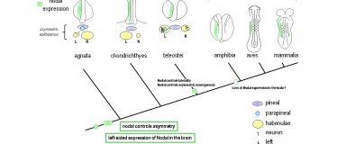 The role of Nodal as a symmetry breaker n metazoans