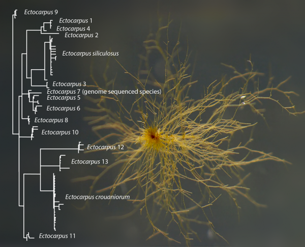 Fig. Leliaert et De Clerck (2017). Ectocarpus sp. NZKU 1–3 (CCAP 1310/56) et arbre phylogénétique cox1 des Ectocarpus du sous groupe siliculosi montrant les 15 espèce délimitées sur la base des des marqueursmoléculaires par Montecinos et al (2017) 