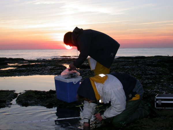 Gracilaria gracilis sampling in Cape Gris-Nez