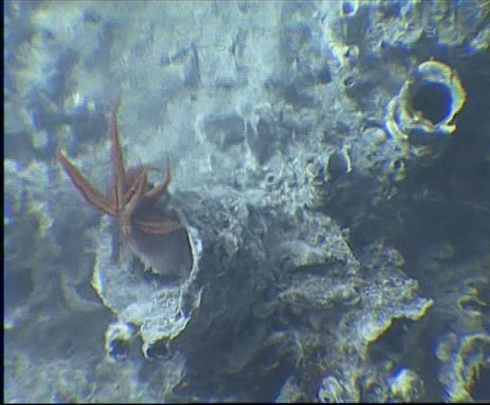Alvinella pompejana in its chimney habitat (Copyright IFREMER)