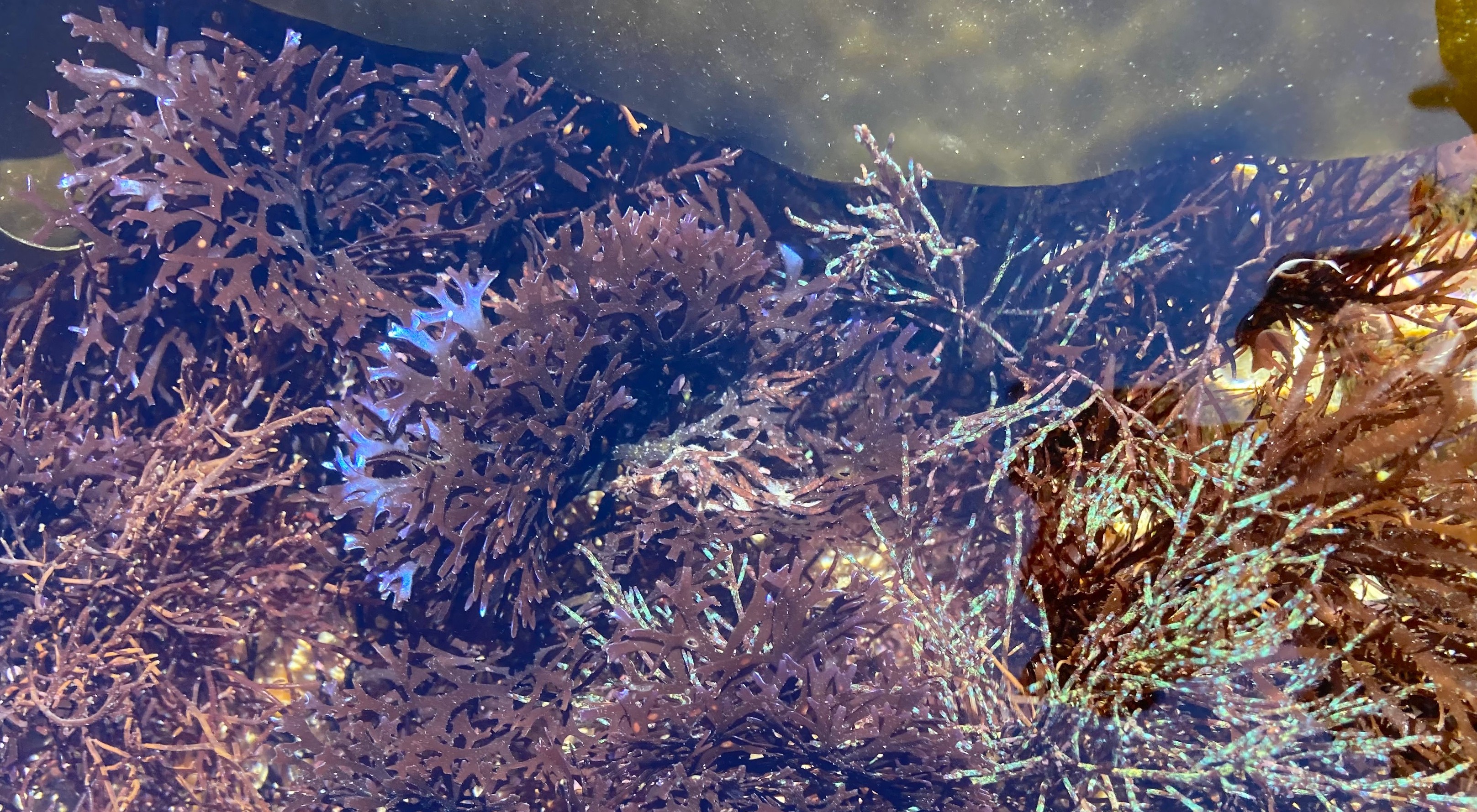 Red algal model Chondrus crispus in laboratory culture. © Glenn Philippe, 2026.