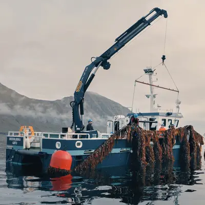 Copyright Ocean Rainforest