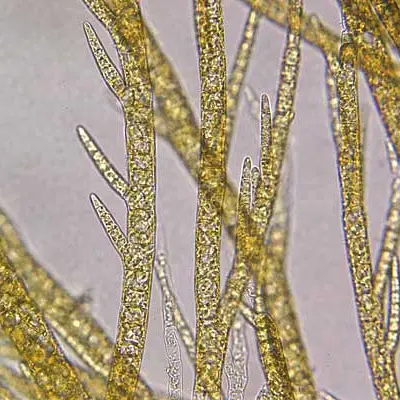 Ectocarpus filaments