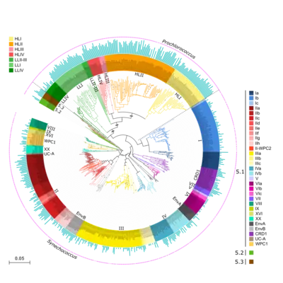 Neighbor joining tree of Synechococcus and Prochlorococcus lineages based on petB gene sequences from both isolates and environmental sequences.