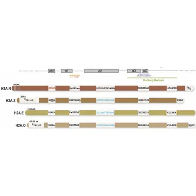 Histone H2A variants