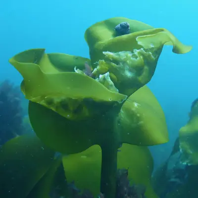 Necrosis Laminaria hyperborea