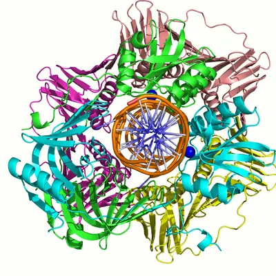 complex DNA-NucS-PCNA