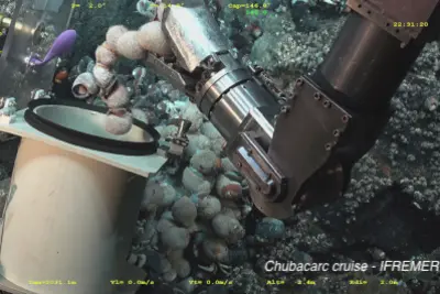 Alviniconcha sampling