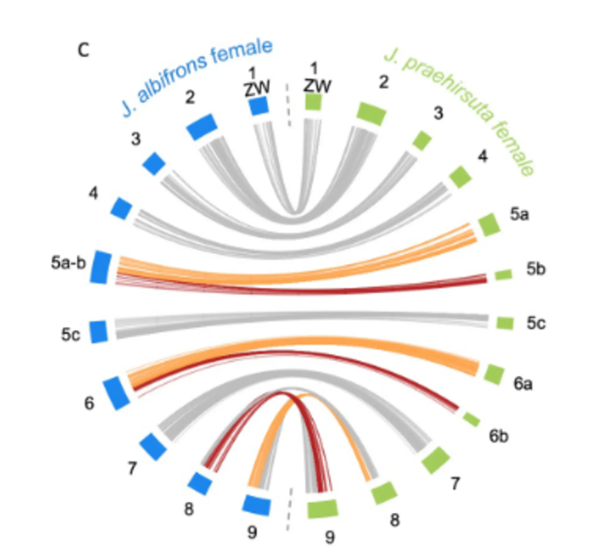 Polymorphisme_chromosomique_Jaera