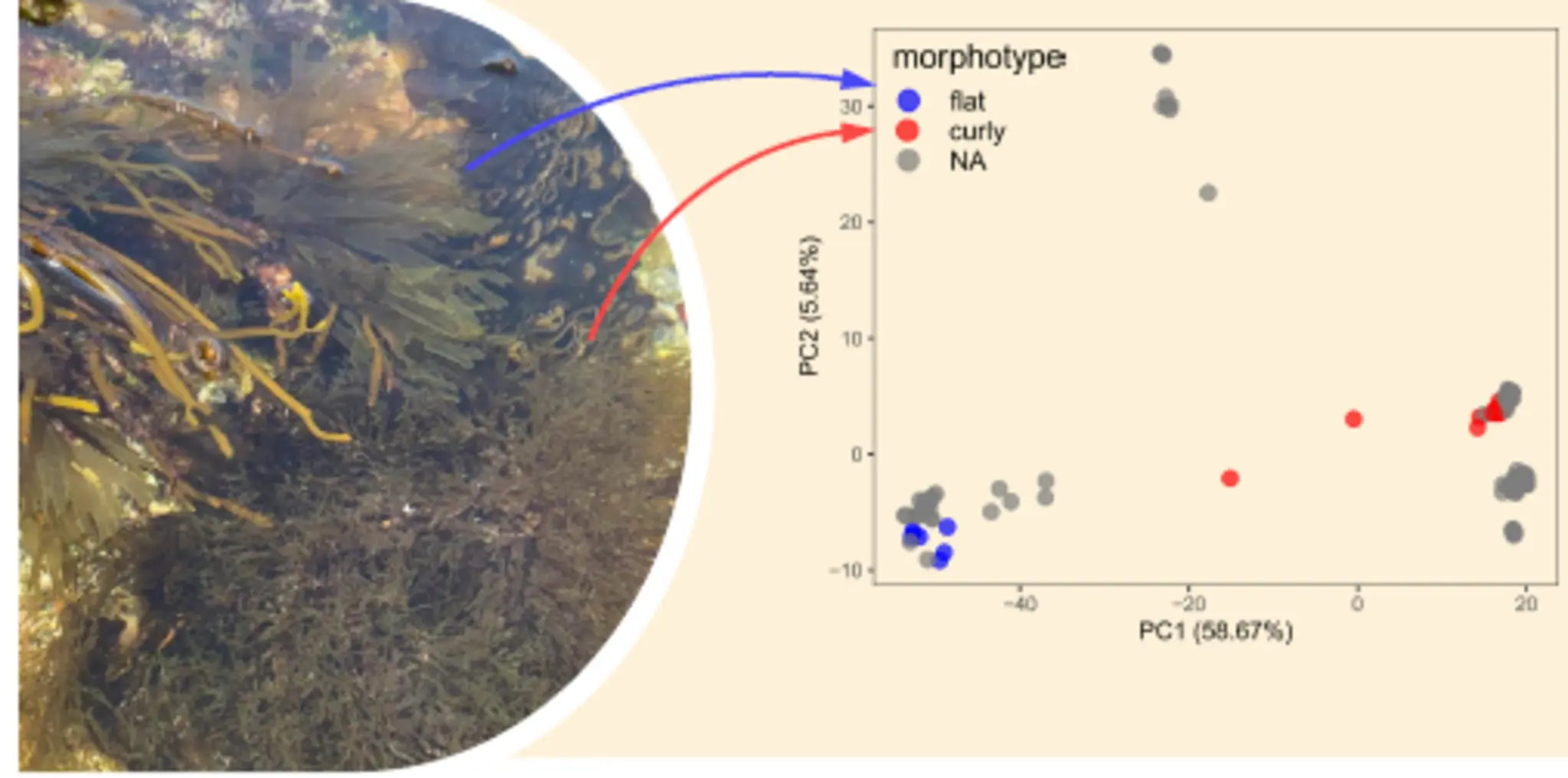 Population genomics
