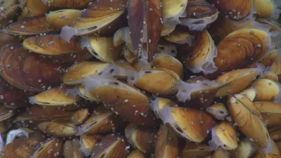 Bathymodiolus azoricus