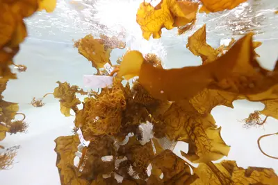 Culture en jardin commun