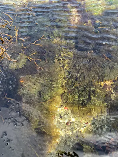 Dictyota dichotoma cultures