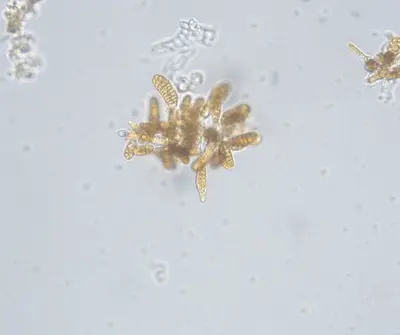 Plantules de Saccharina latissima