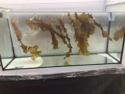 Induction de la sporogenèse